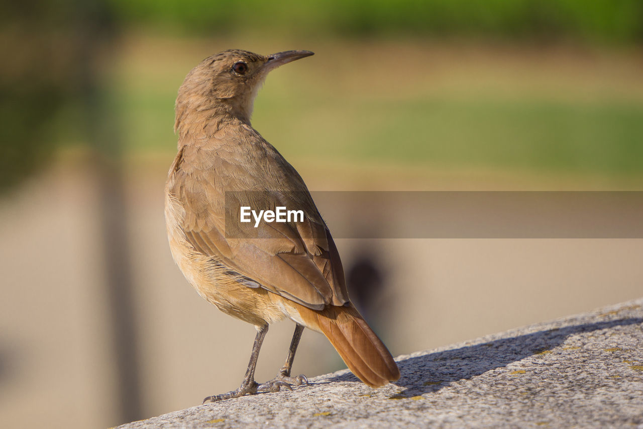 Close-up of bird perching