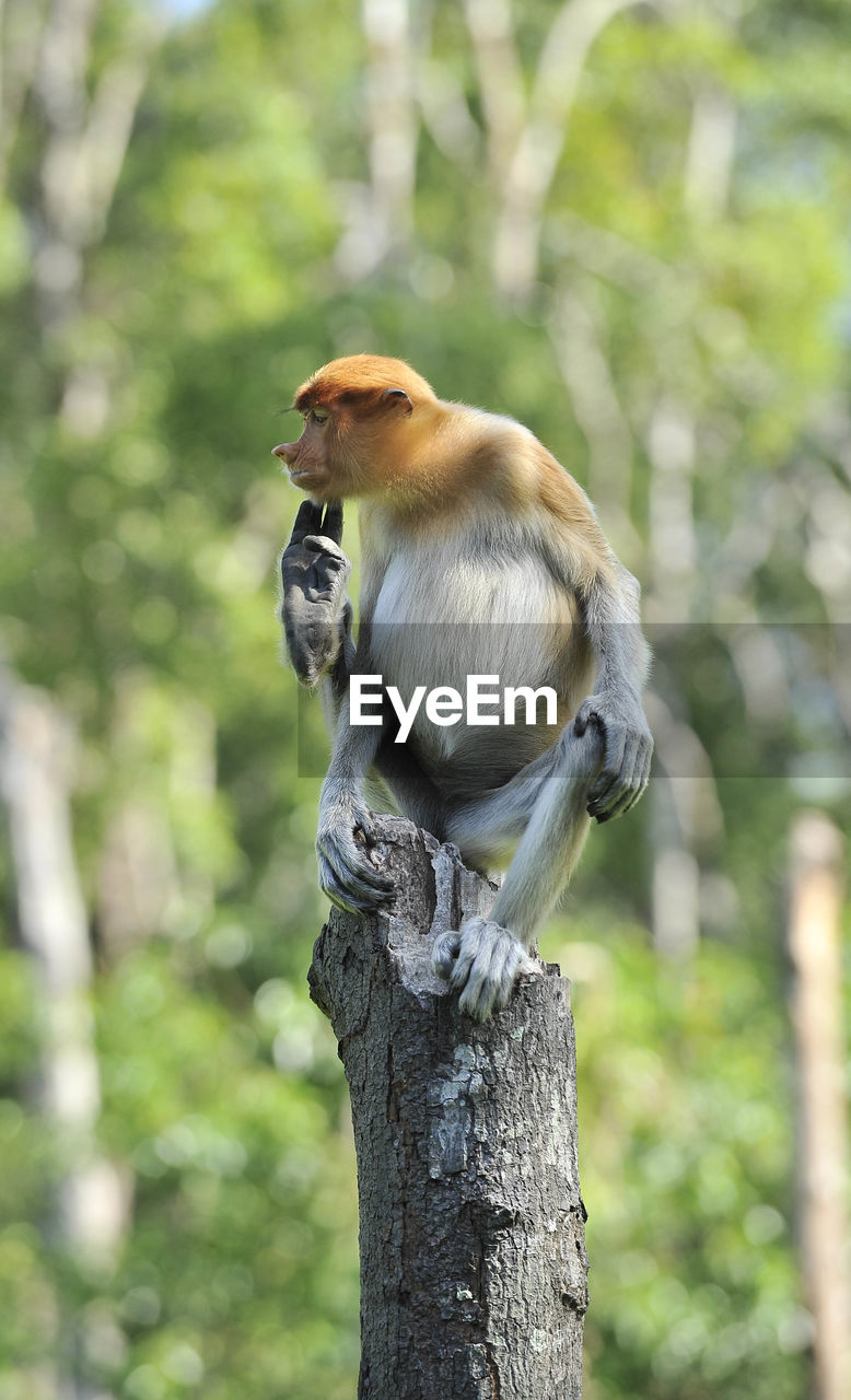 Proboscis monkey / nasalis larvatus