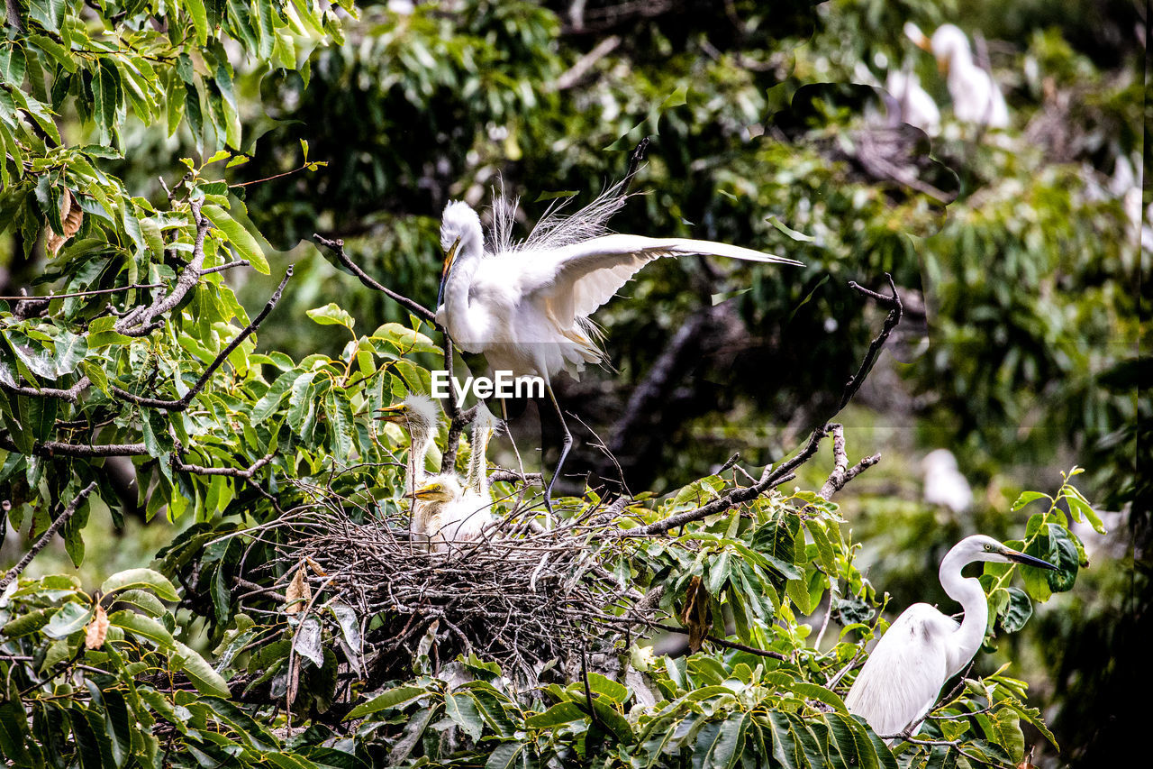 CLOSE-UP OF A BIRD FLYING IN THE FOREST