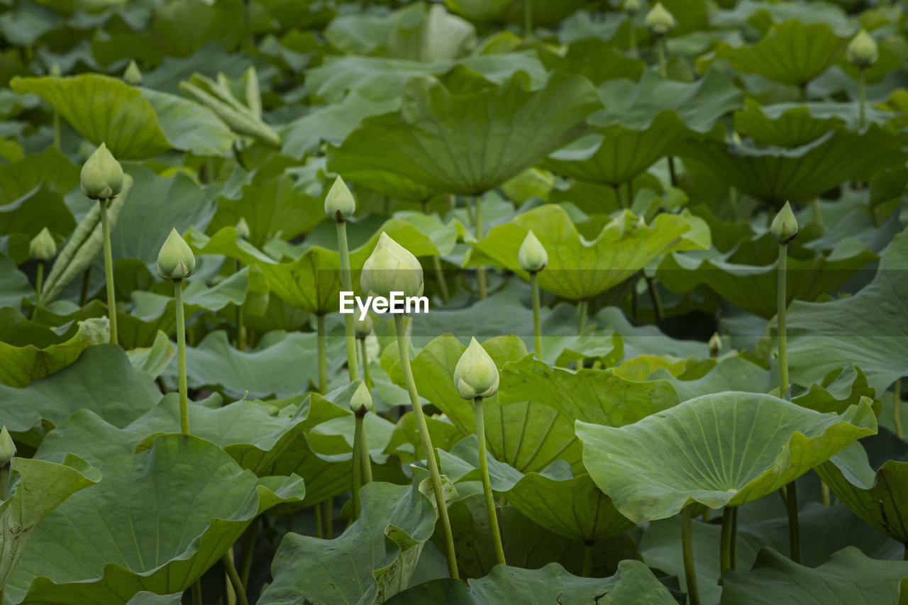 CLOSE-UP OF LOTUS LEAVES FLOATING ON WATER