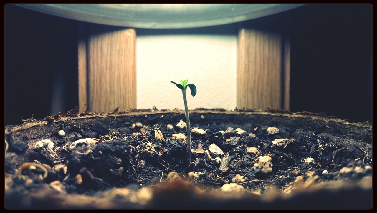 Detail shot of young plant in mound of earth