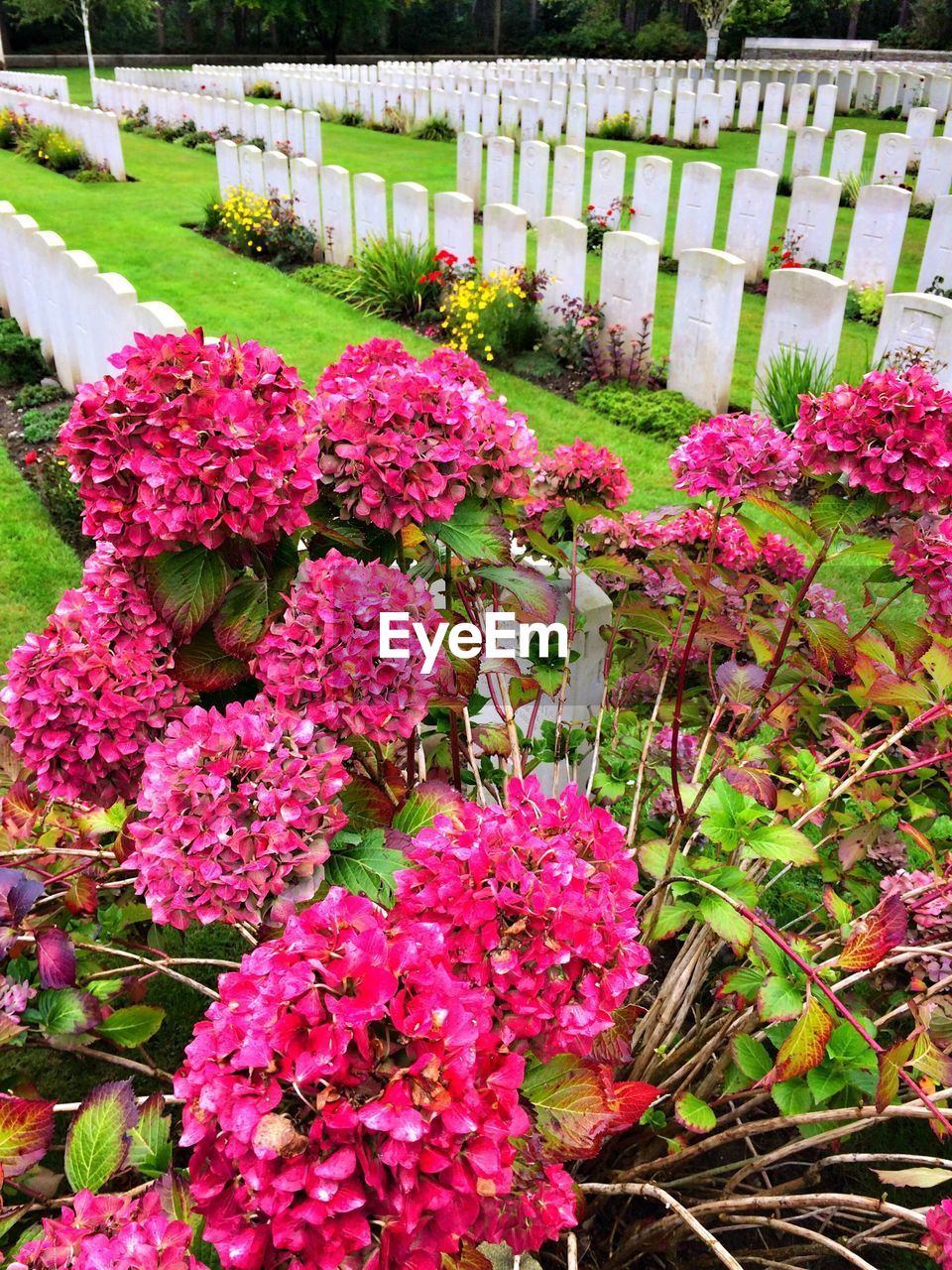 PINK FLOWERS BLOOMING ON TREE