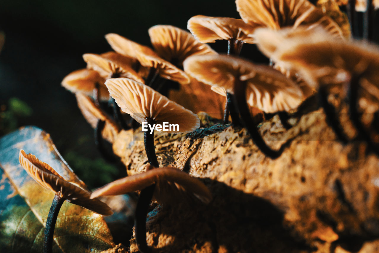 Closeup of many mushrooms on branch