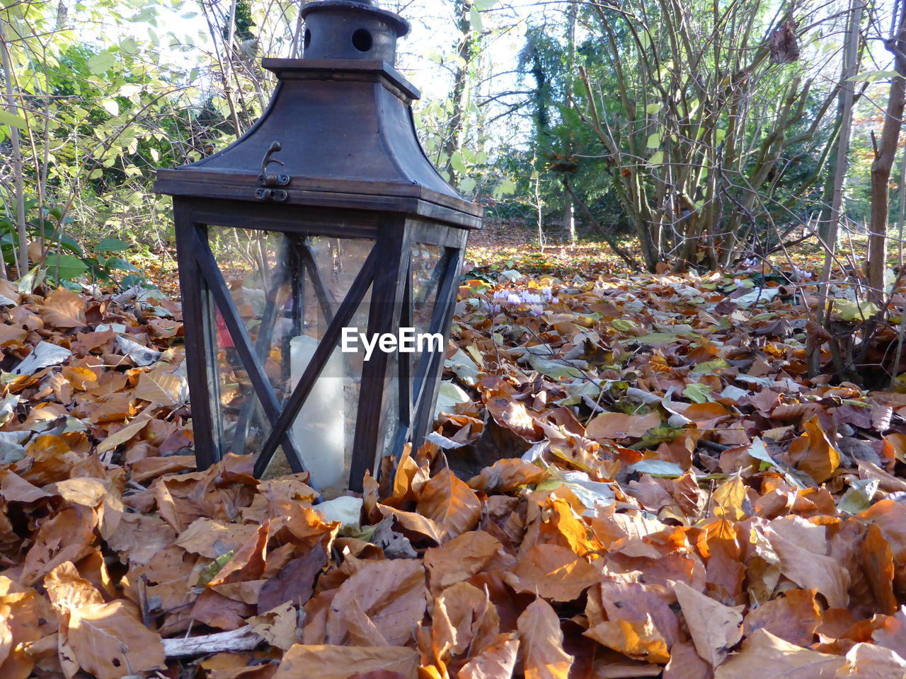 FALLEN LEAVES ON TREE TRUNK