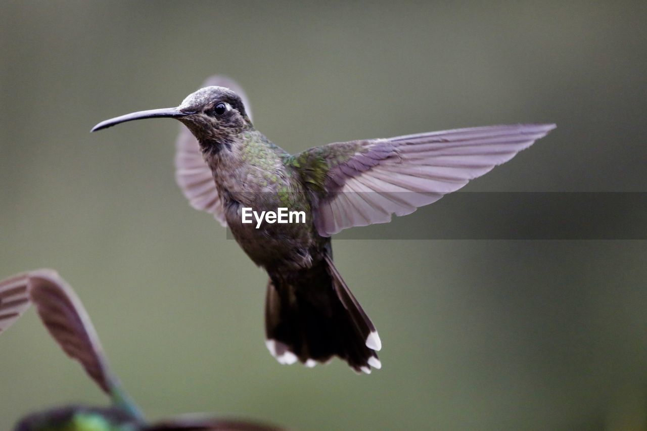 CLOSE-UP OF BIRD FLYING AGAINST SKY