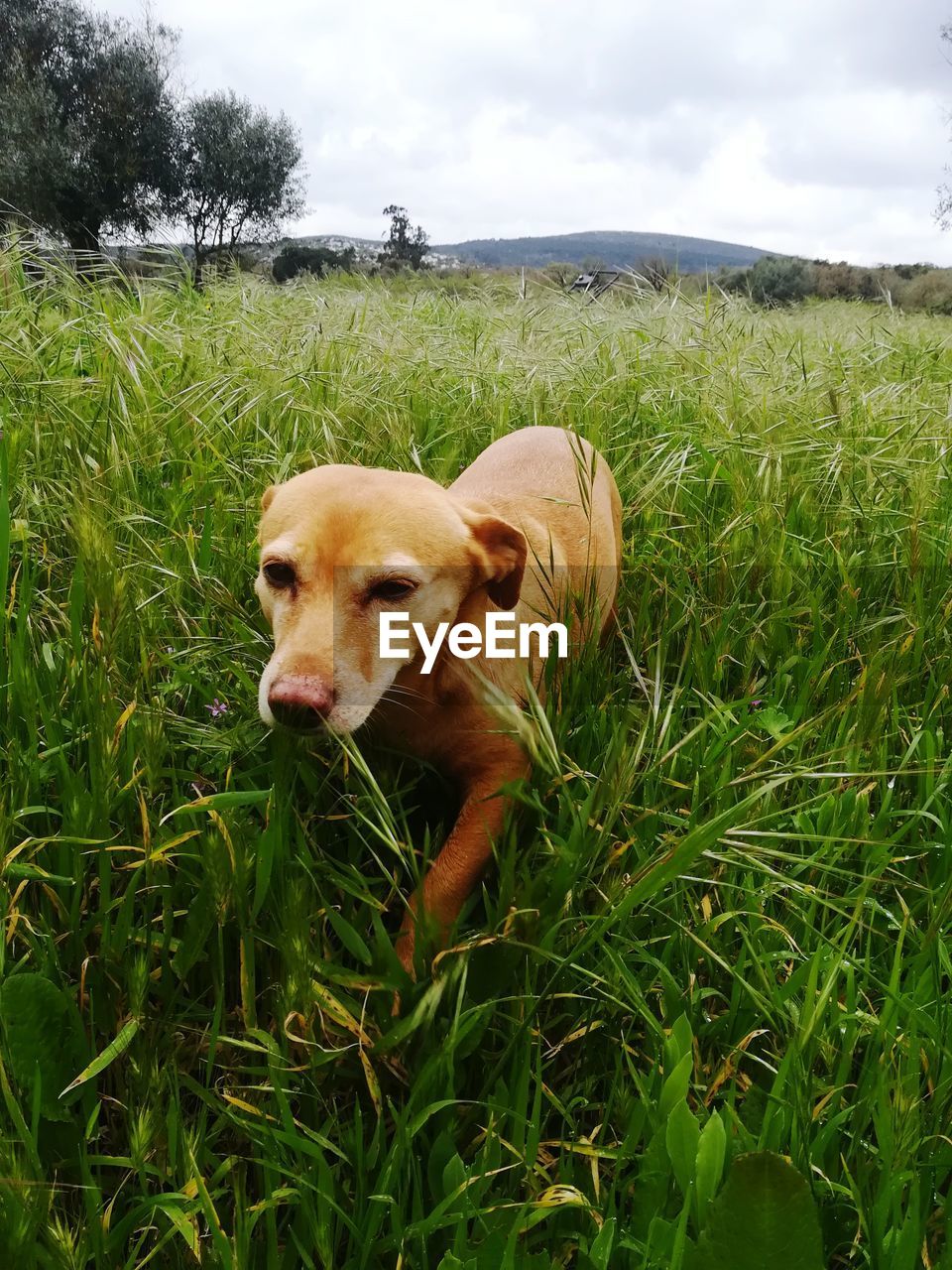 VIEW OF DOG ON GRASS