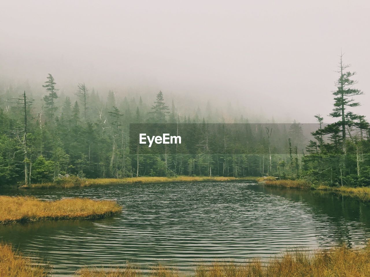 Scenic view of lake in forest against sky