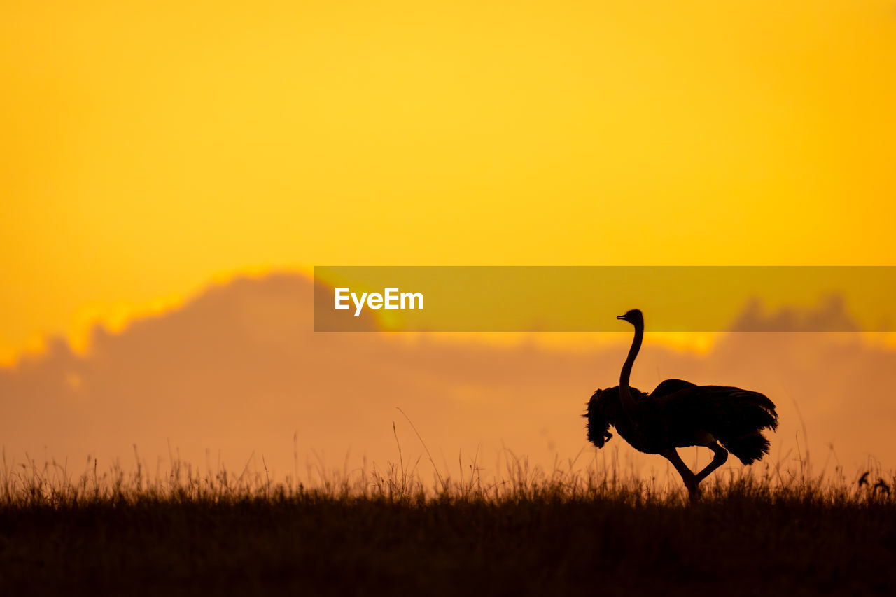 side view of bird on field against sky during sunset