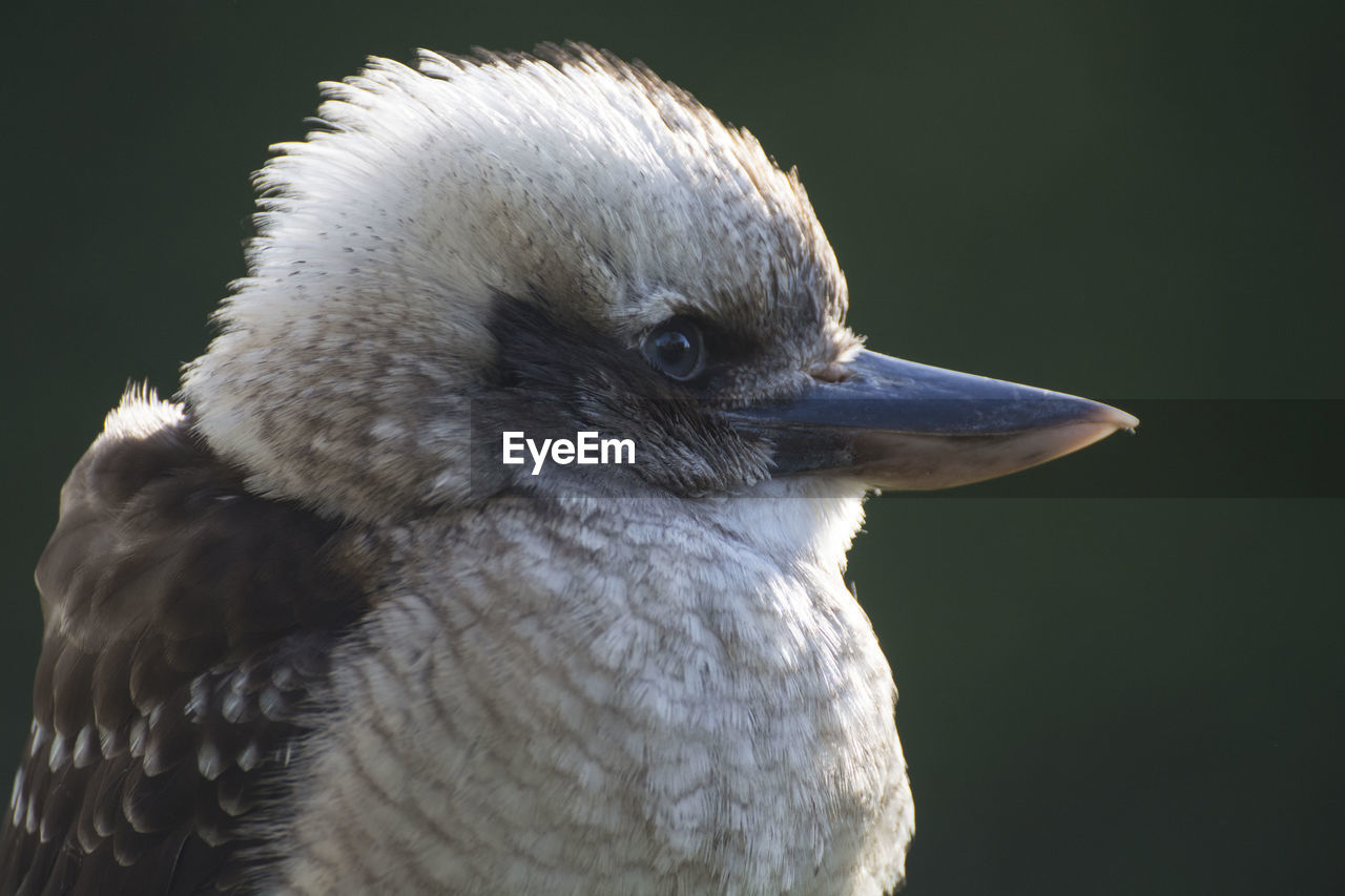 Close-up of bird