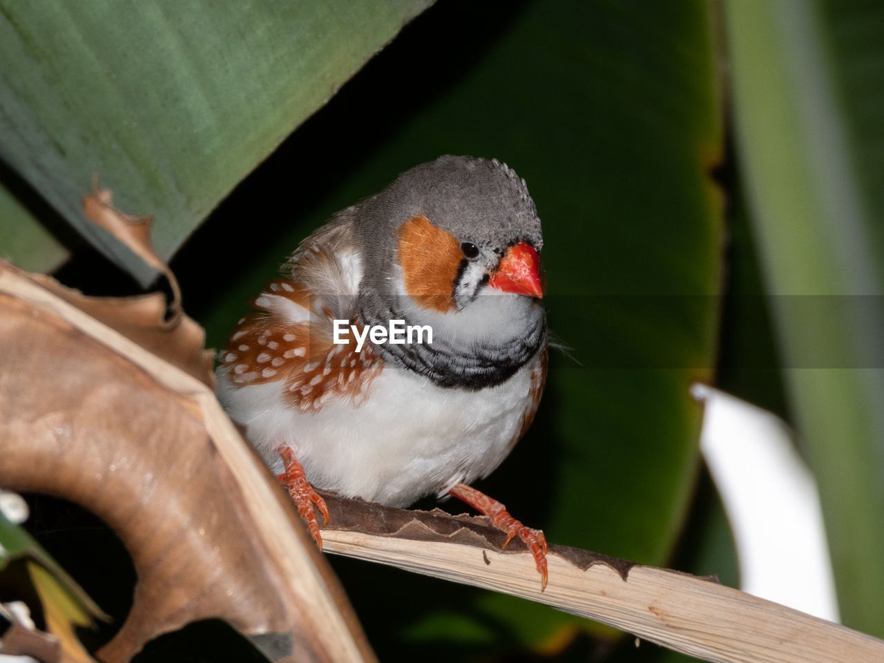 CLOSE-UP OF SPARROW PERCHING ON WOOD