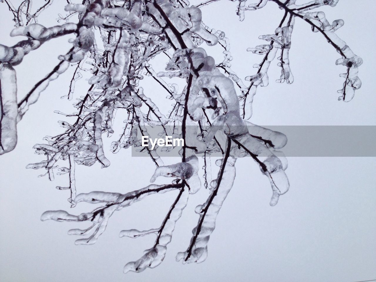 Frozen tree branch