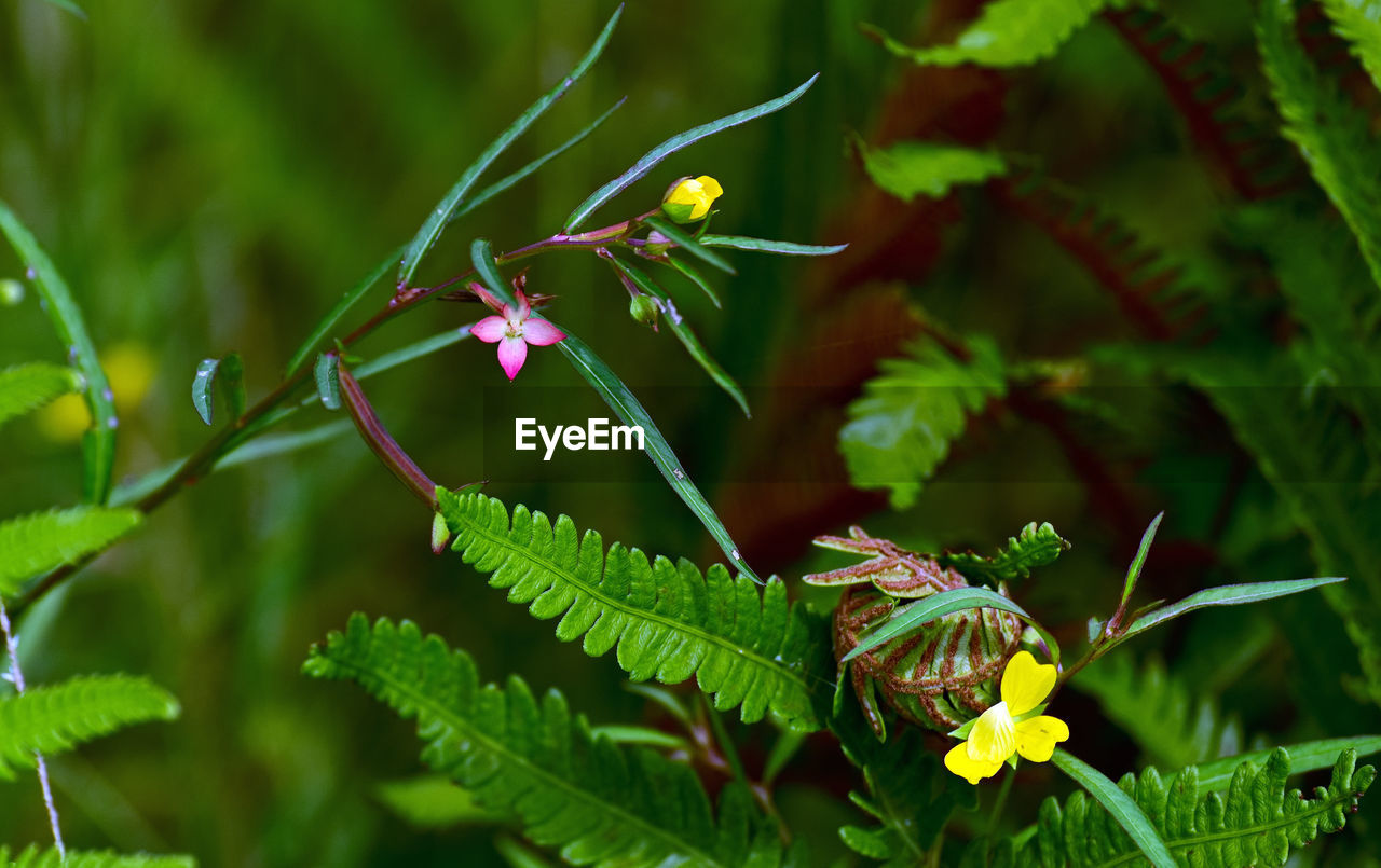 plant, animal wildlife, animal, animal themes, nature, flower, beauty in nature, green, insect, flowering plant, wildlife, plant part, leaf, one animal, close-up, macro photography, no people, outdoors, freshness, tree, environment, animal wing, forest, focus on foreground, fragility, summer, day, multi colored, wildflower, growth, animal body part, land, travel destinations, yellow, environmental conservation, social issues