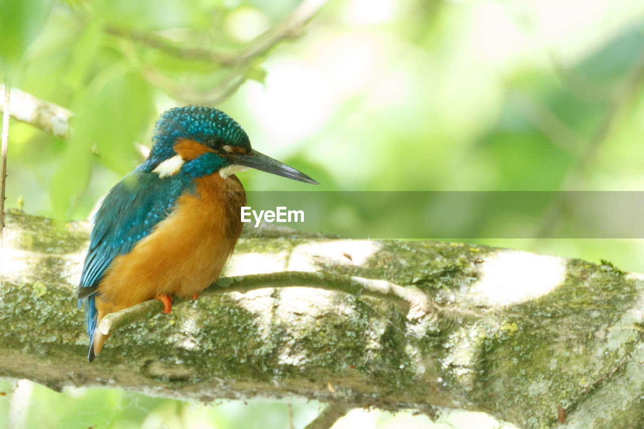 CLOSE-UP OF BIRDS PERCHING ON LEAF