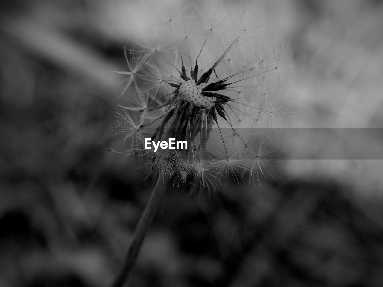 CLOSE-UP OF DANDELION AGAINST WHITE BACKGROUND