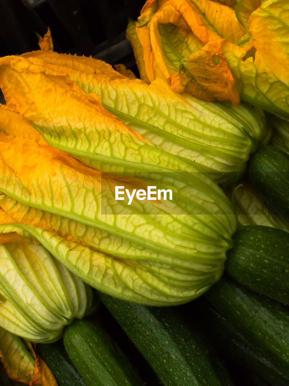 CLOSE UP OF GREEN LEAVES