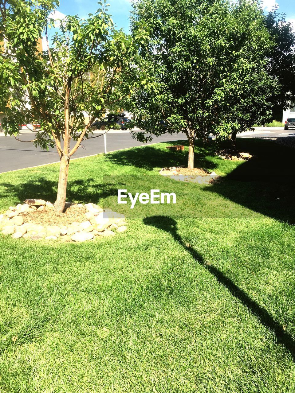 TREES GROWING IN PARK