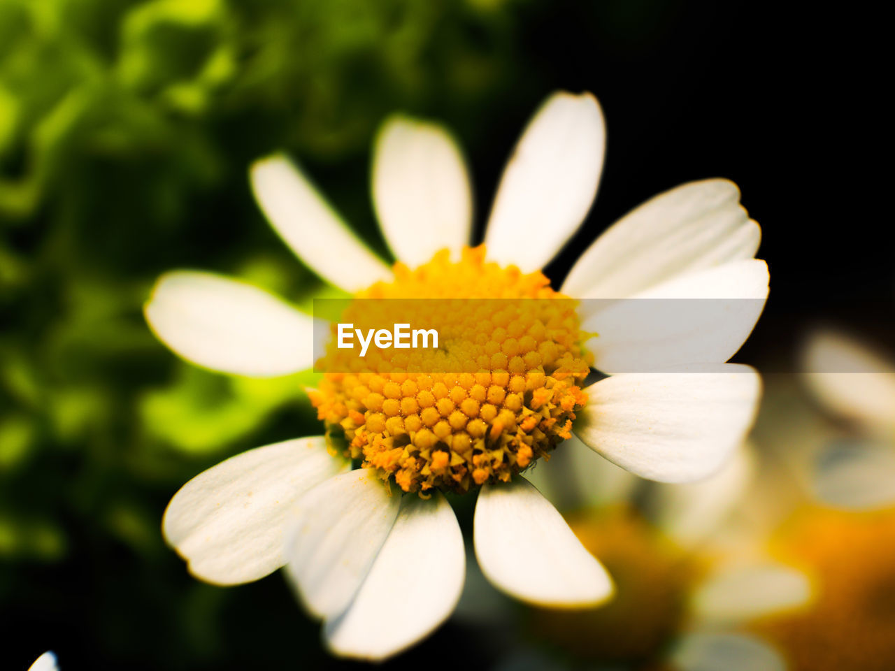 CLOSE-UP OF YELLOW DAISY