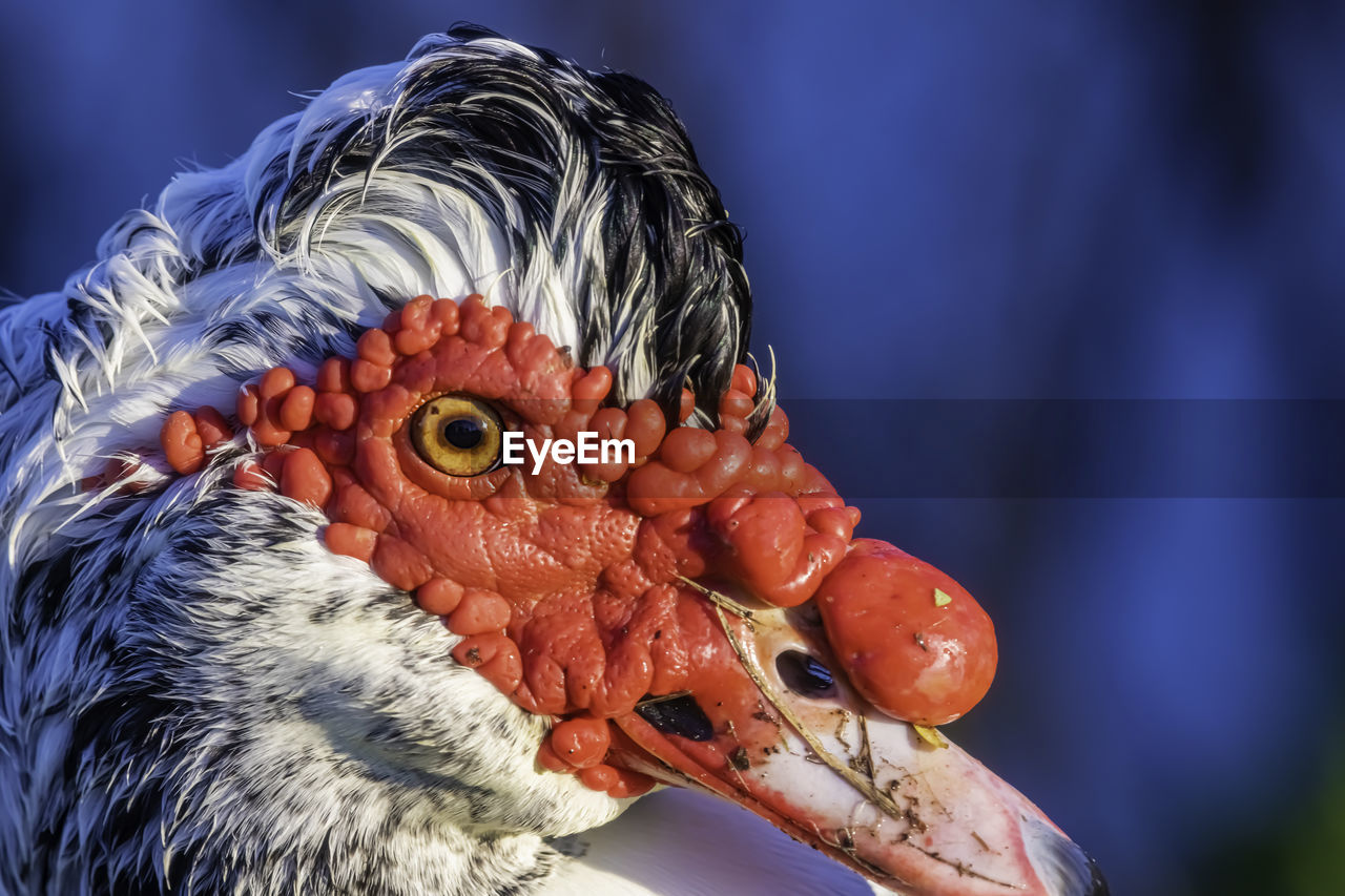 Close-up of muscovy duck, head shot