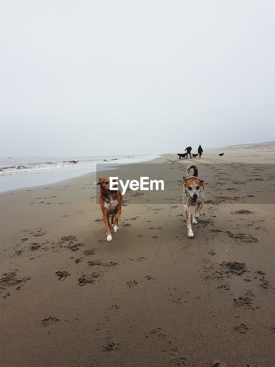 DOG ON BEACH AGAINST SKY