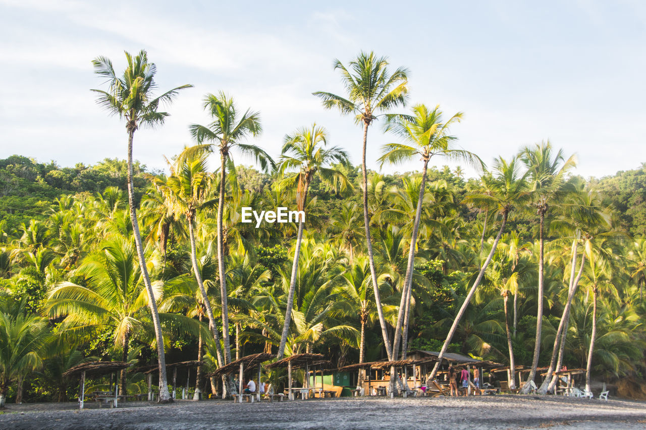 SCENIC VIEW OF PALM TREES ON LANDSCAPE AGAINST SKY