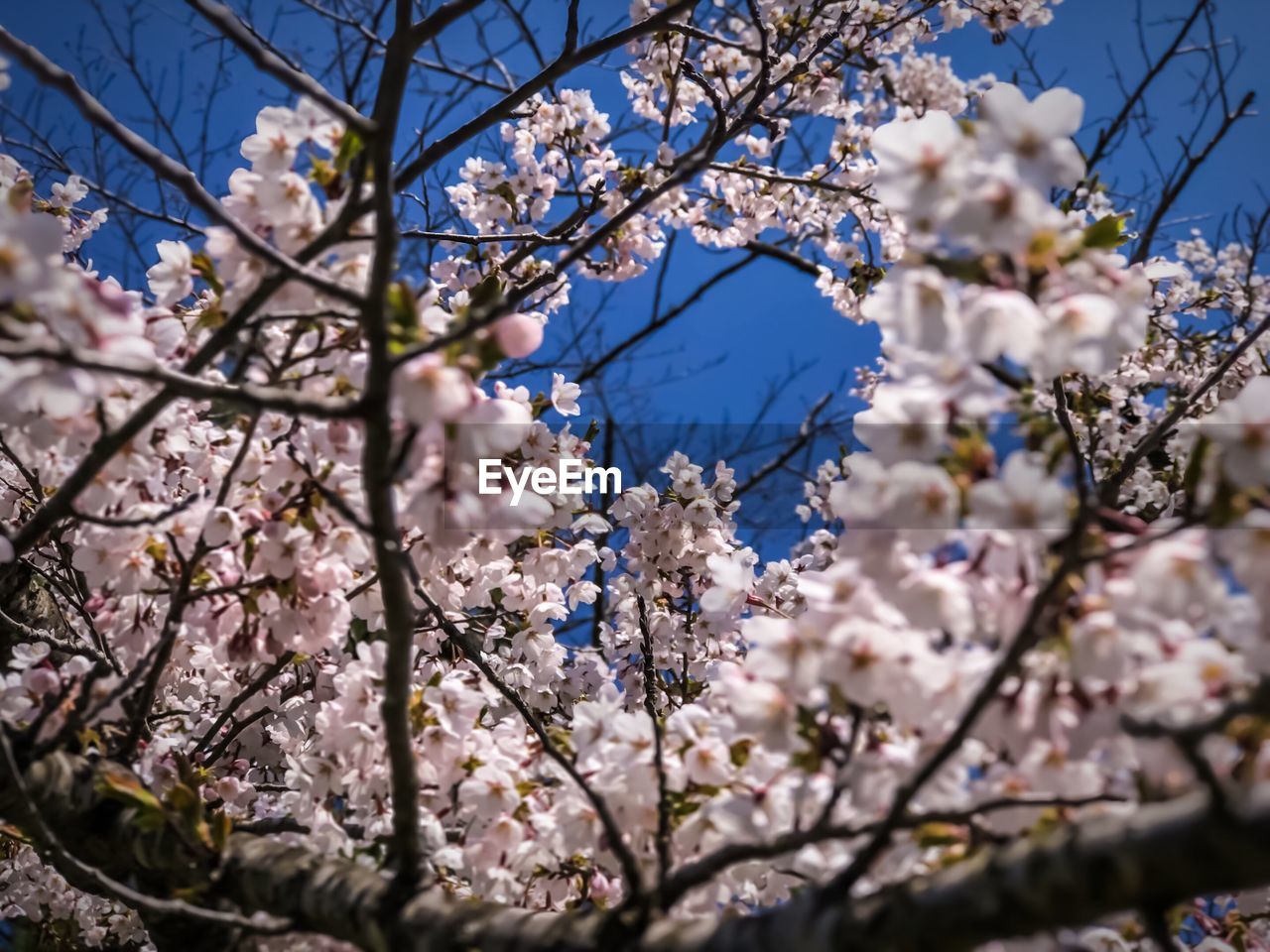 LOW ANGLE VIEW OF CHERRY BLOSSOM