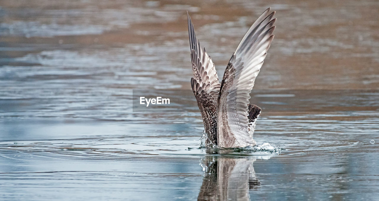 VIEW OF A BIRD ON LAKE