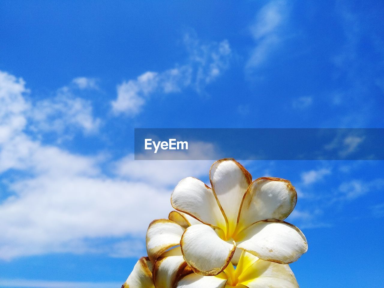 Close-up of white flowering plant against blue sky