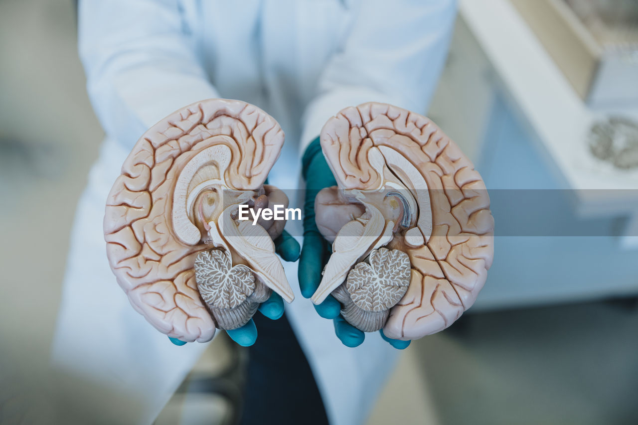 Scientist showing halves of artificial human brain part while standing at laboratory