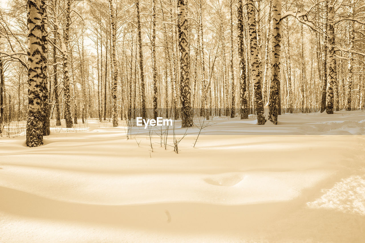 Trees on snow covered land in forest