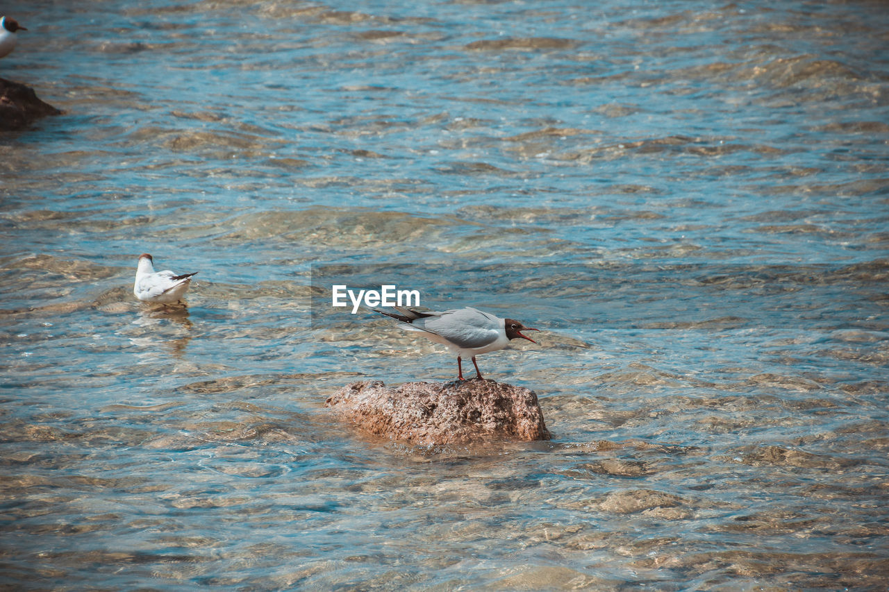 DUCKS PERCHING ON LAKE