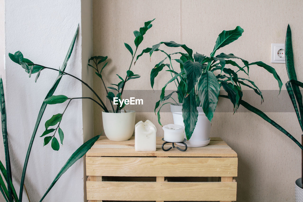 Close-up of potted plants on table at home