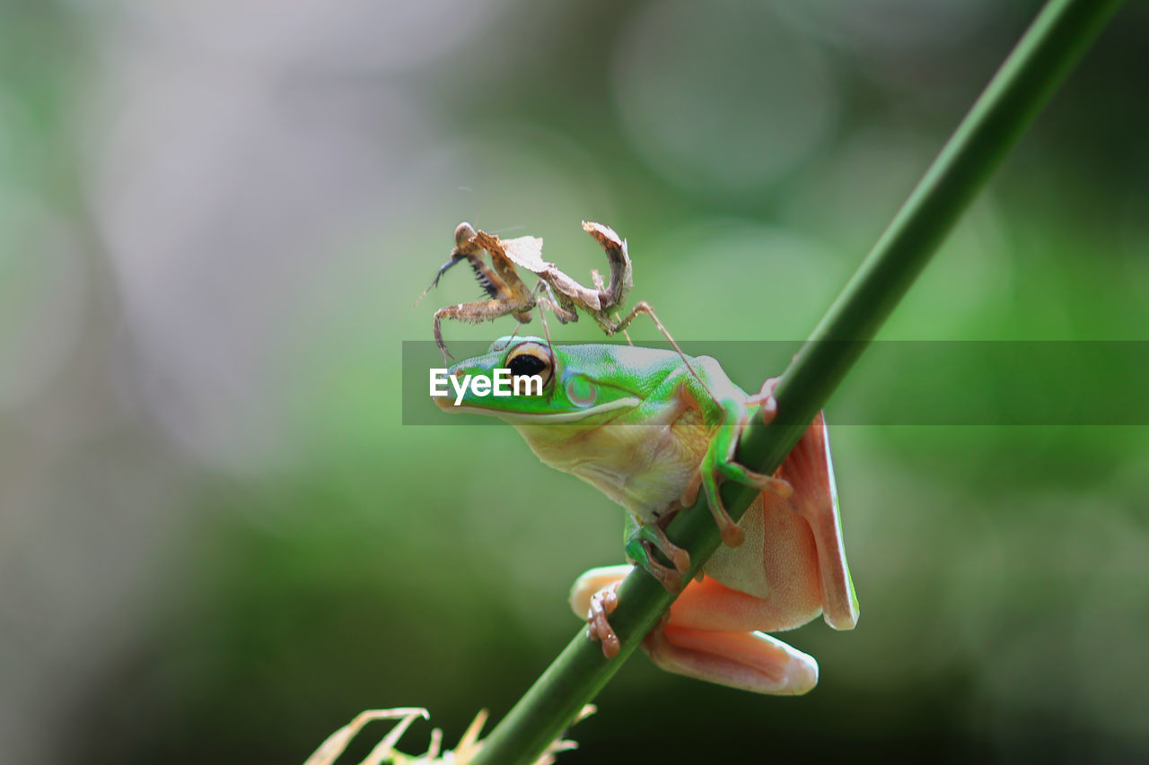 Close-up of insect on frog