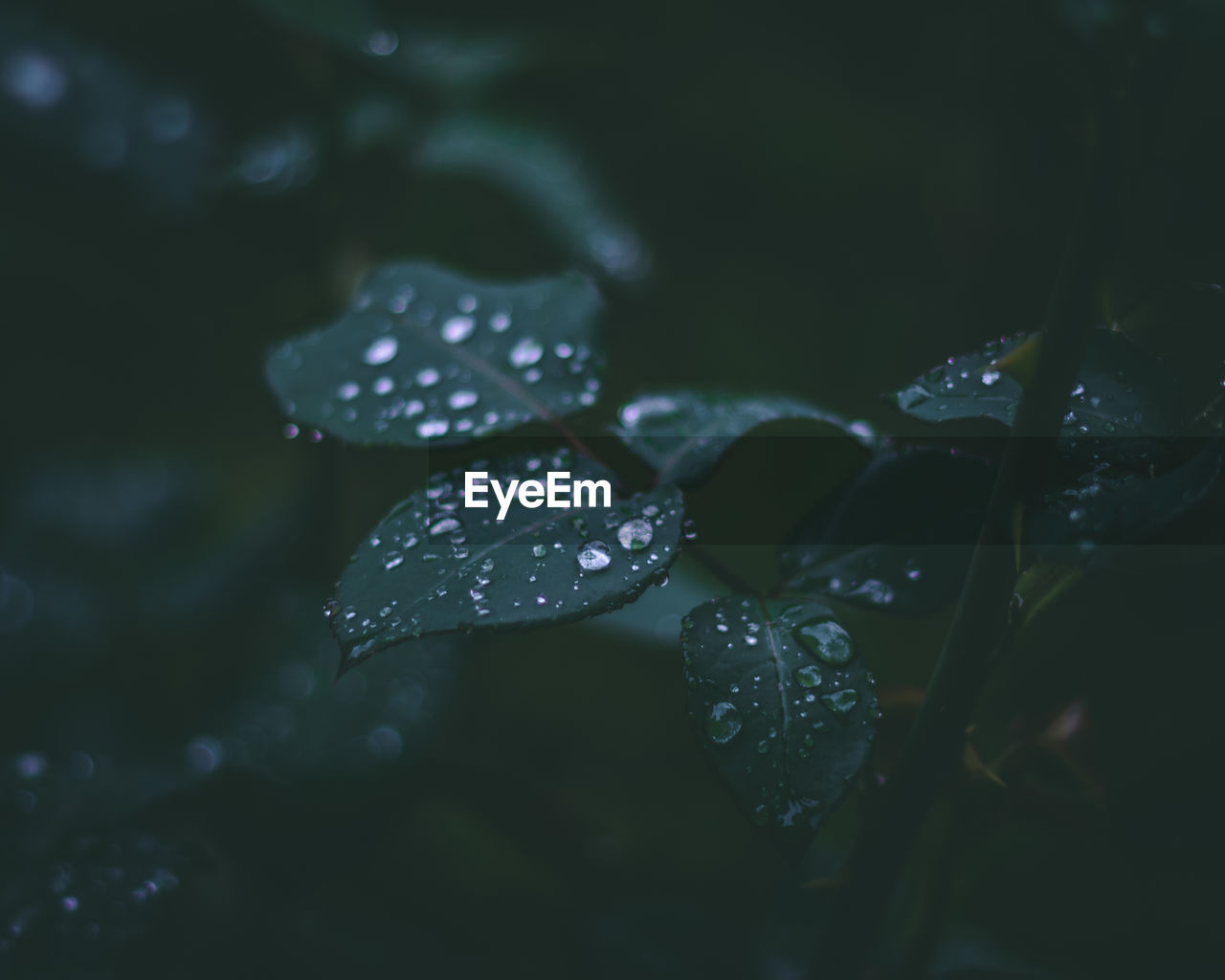 CLOSE-UP OF RAINDROPS ON LEAVES