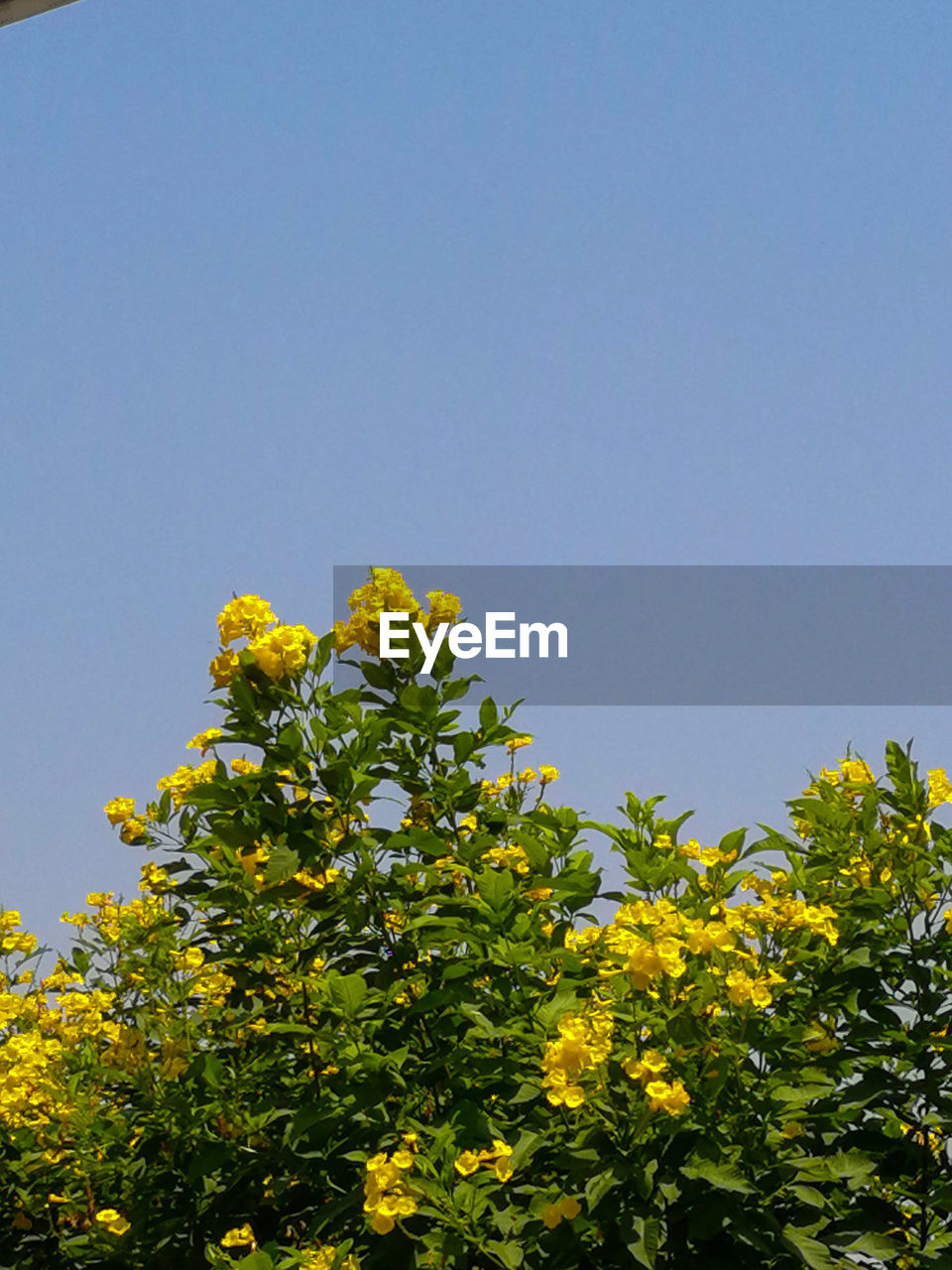 LOW ANGLE VIEW OF YELLOW FLOWERING PLANT AGAINST CLEAR SKY