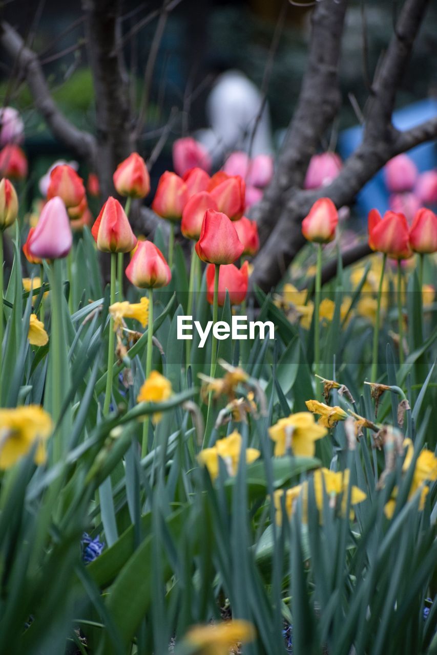 Close-up of flowering plants growing on field