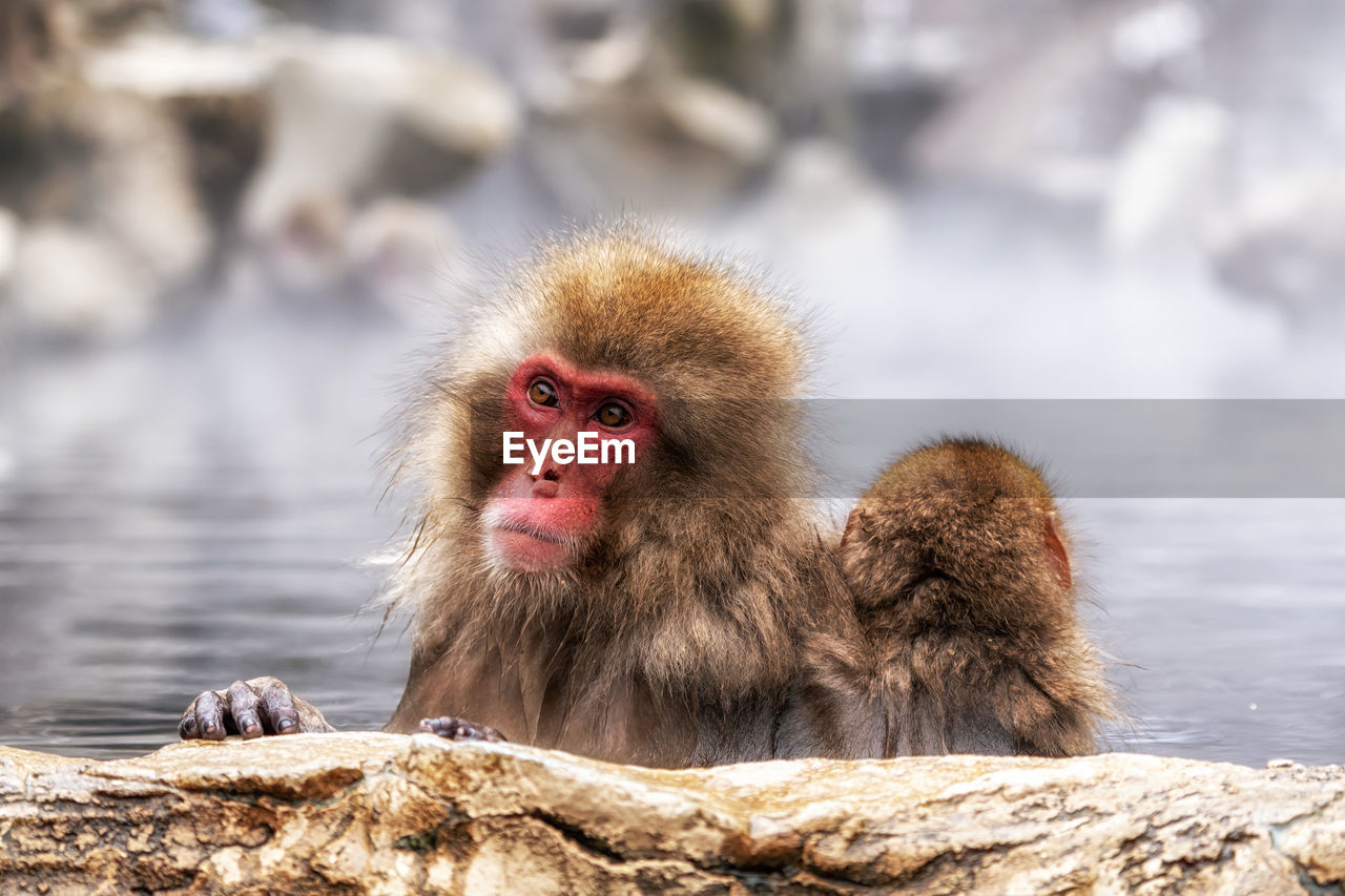 Snow monkeys, japanese macaque, relaxing by the hot spring water in jigokudani monkey park, japan.