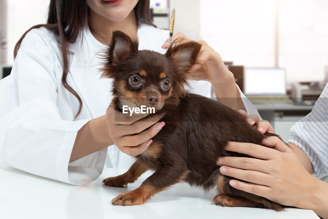 Vet doctor is examining the dog and treating it by injecting medicine in clinic with the pet owner.