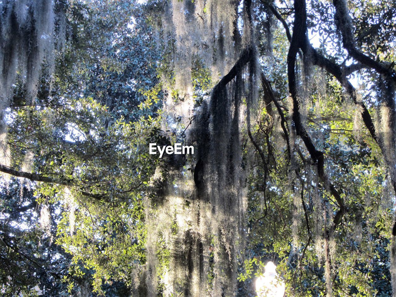 LOW ANGLE VIEW OF TREES