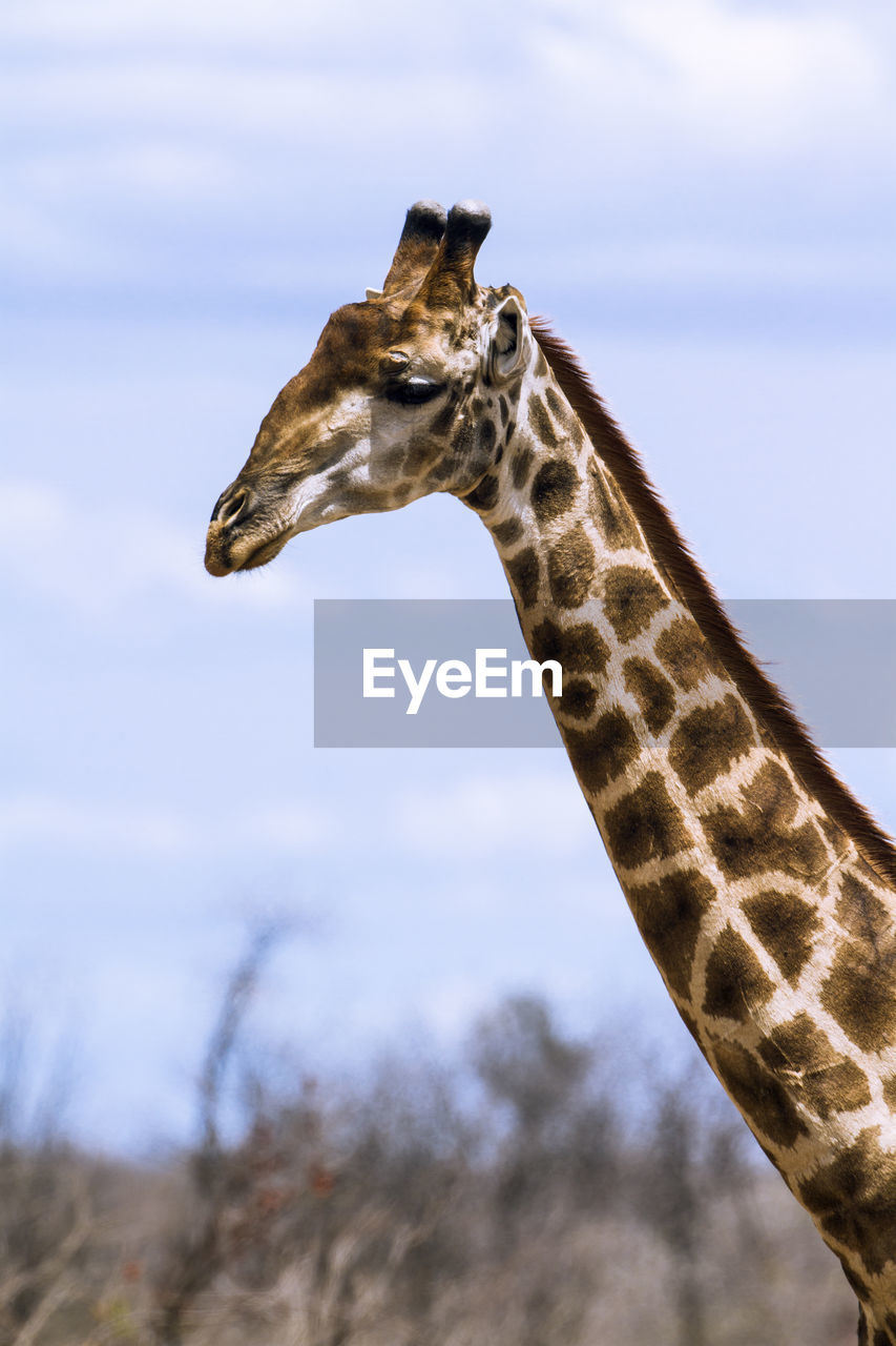 View of giraffe against sky