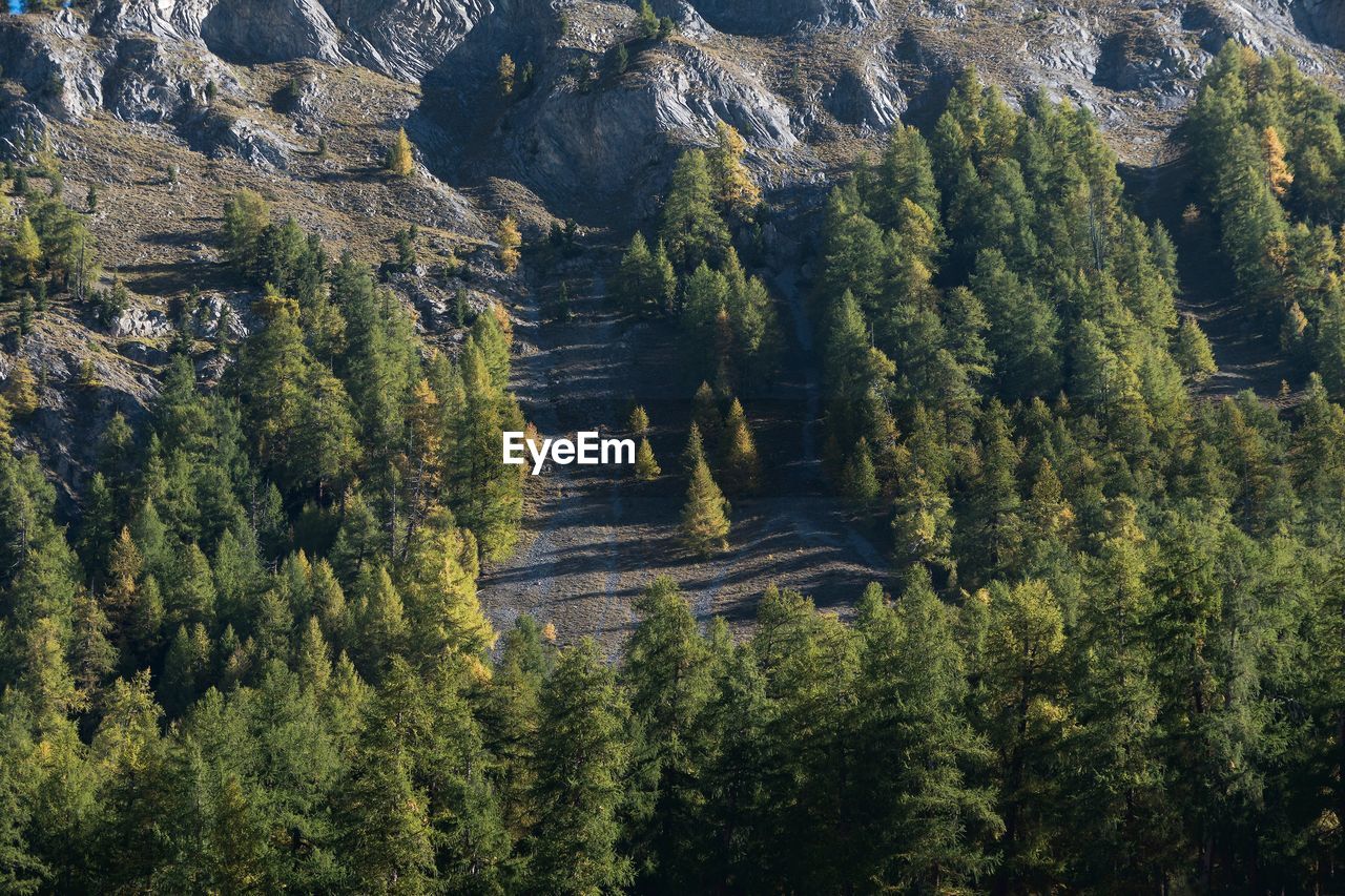 High angle view of plants growing on land