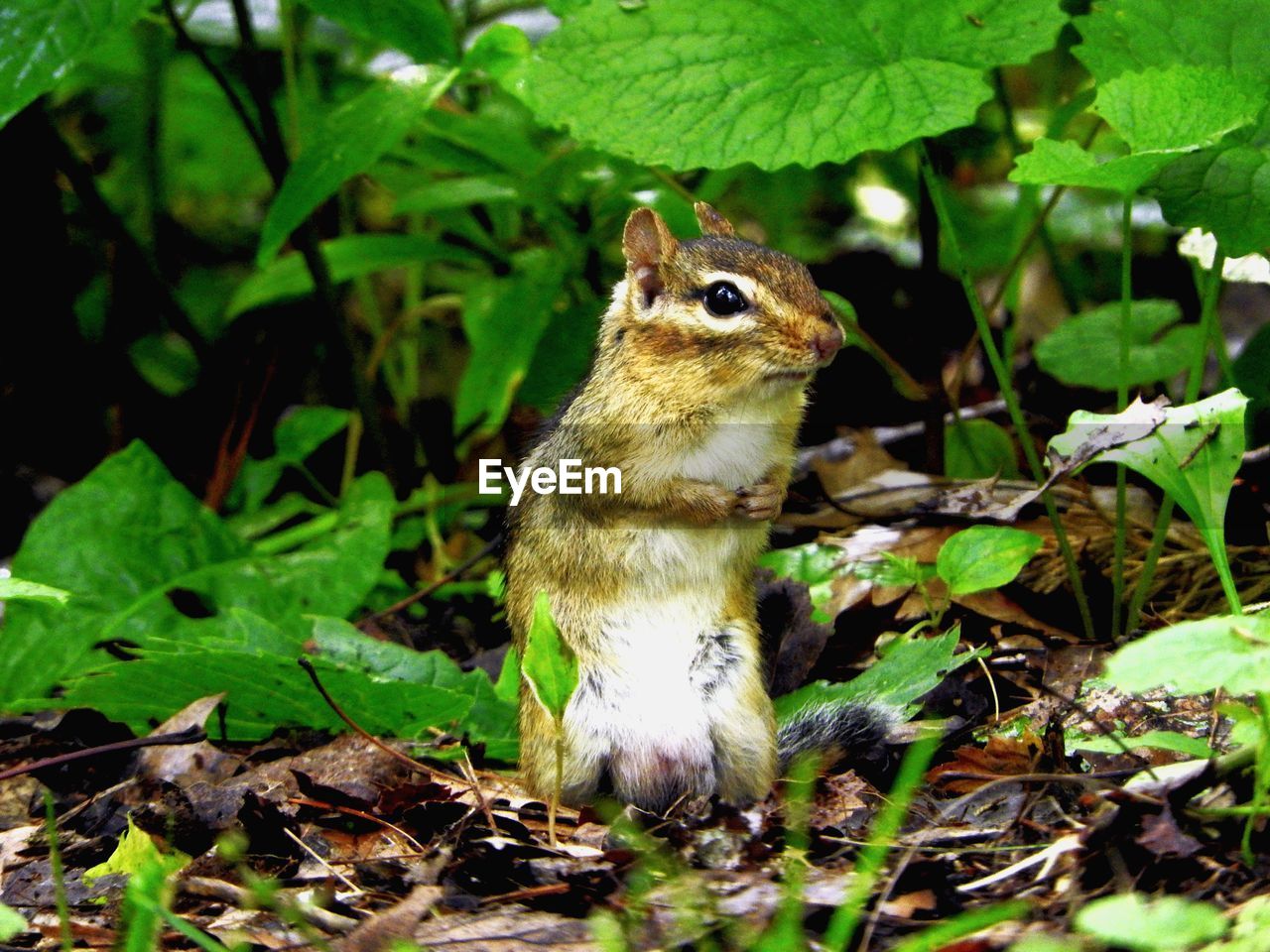 Curious chipmunk