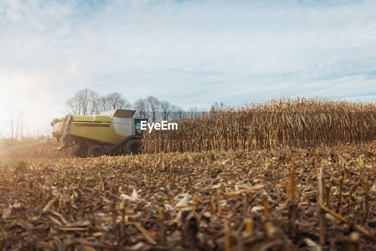 A combine harvesting corn with a modern machine, effective harvest