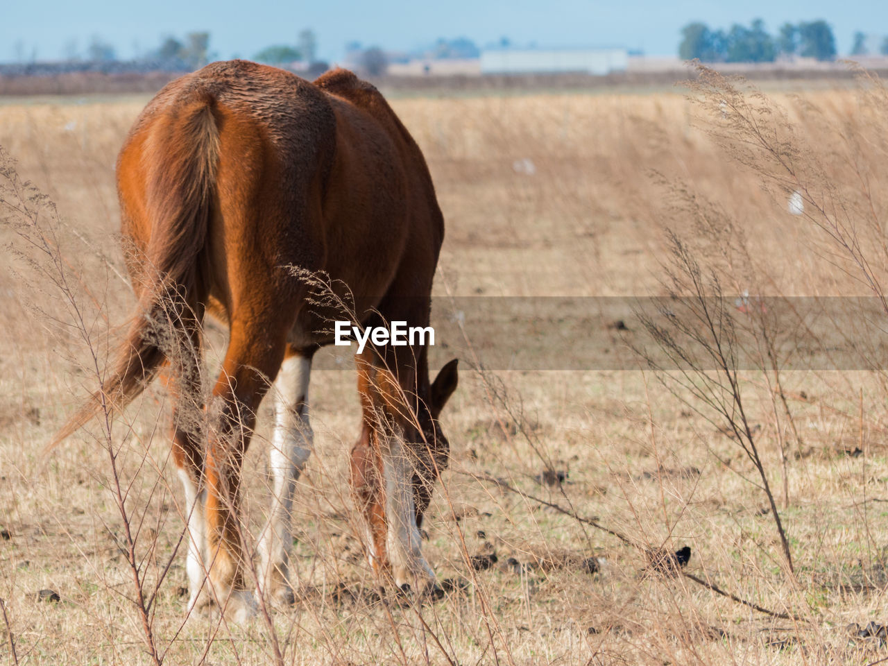 Horse on field