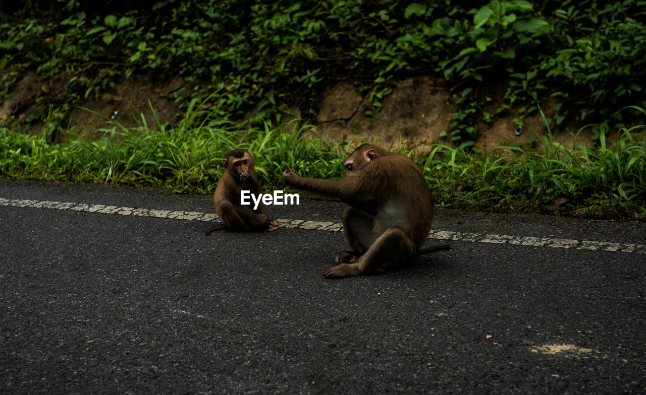 MONKEYS SITTING ON ROAD