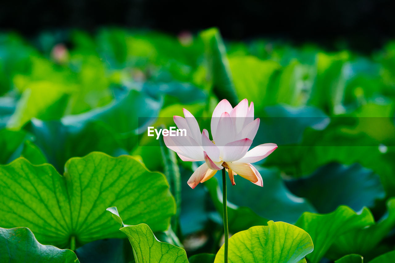 CLOSE-UP OF LOTUS FLOWER BLOOMING OUTDOORS