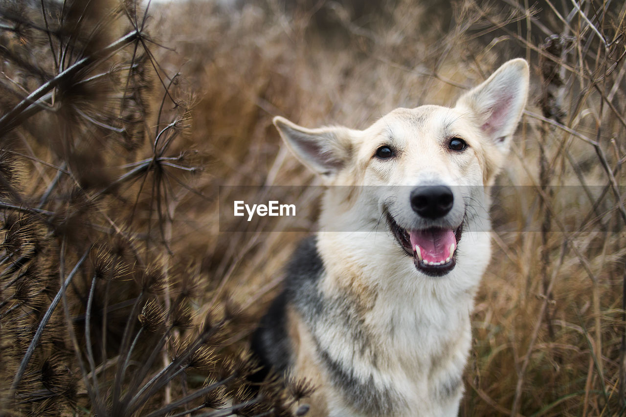 CLOSE-UP PORTRAIT OF A DOG ON FIELD