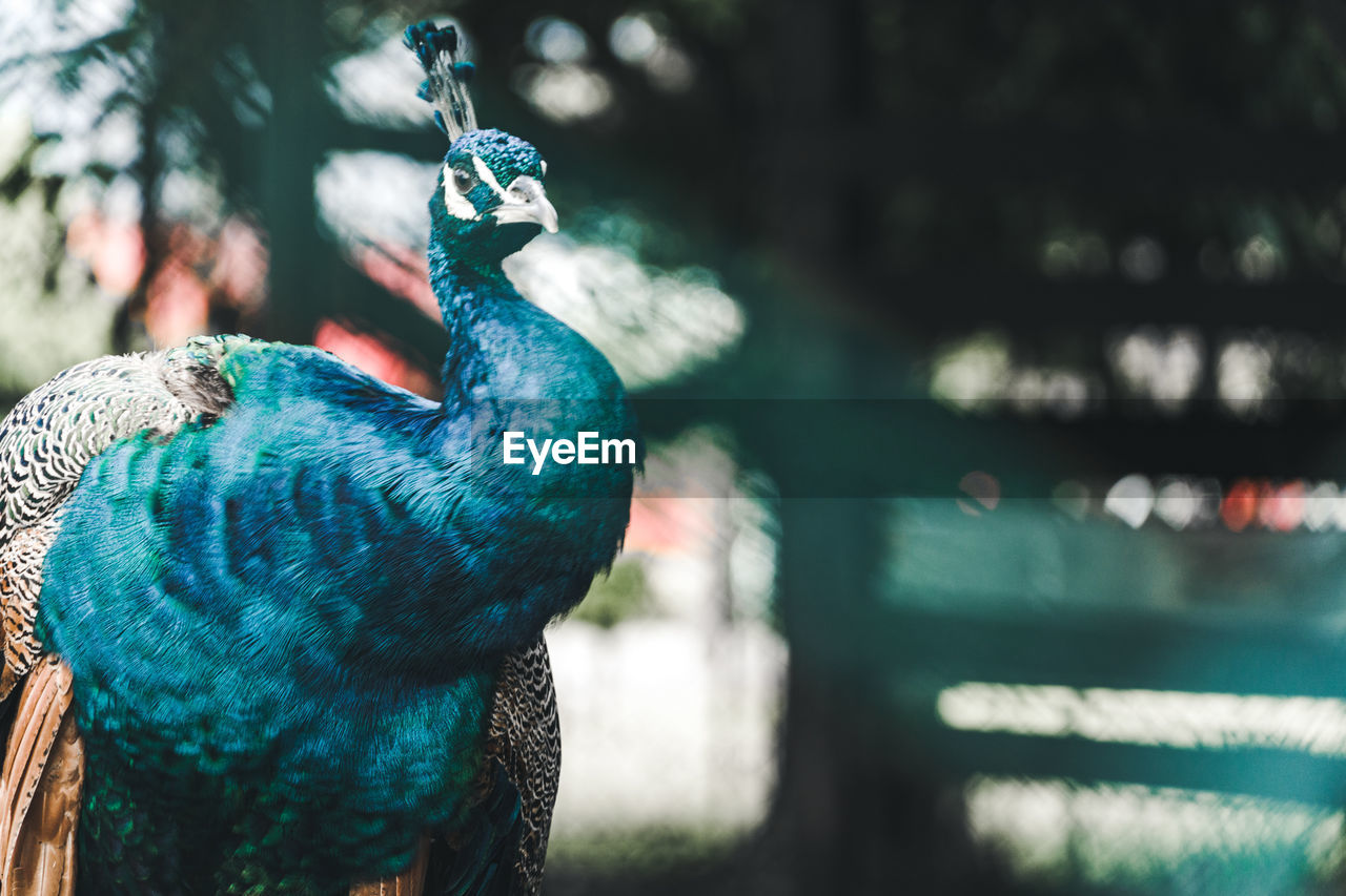 peacock, animal, animal themes, bird, one animal, green, blue, animal wildlife, peacock feather, nature, focus on foreground, wildlife, feather, no people, day, outdoors, beauty in nature, animal body part, close-up