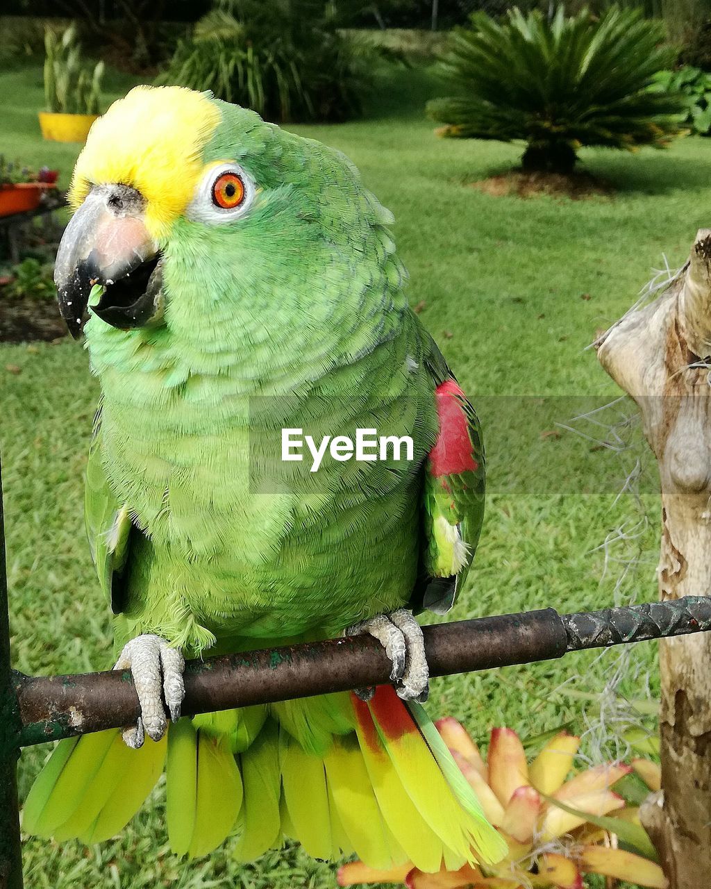 CLOSE-UP OF PARROT PERCHING ON TREE