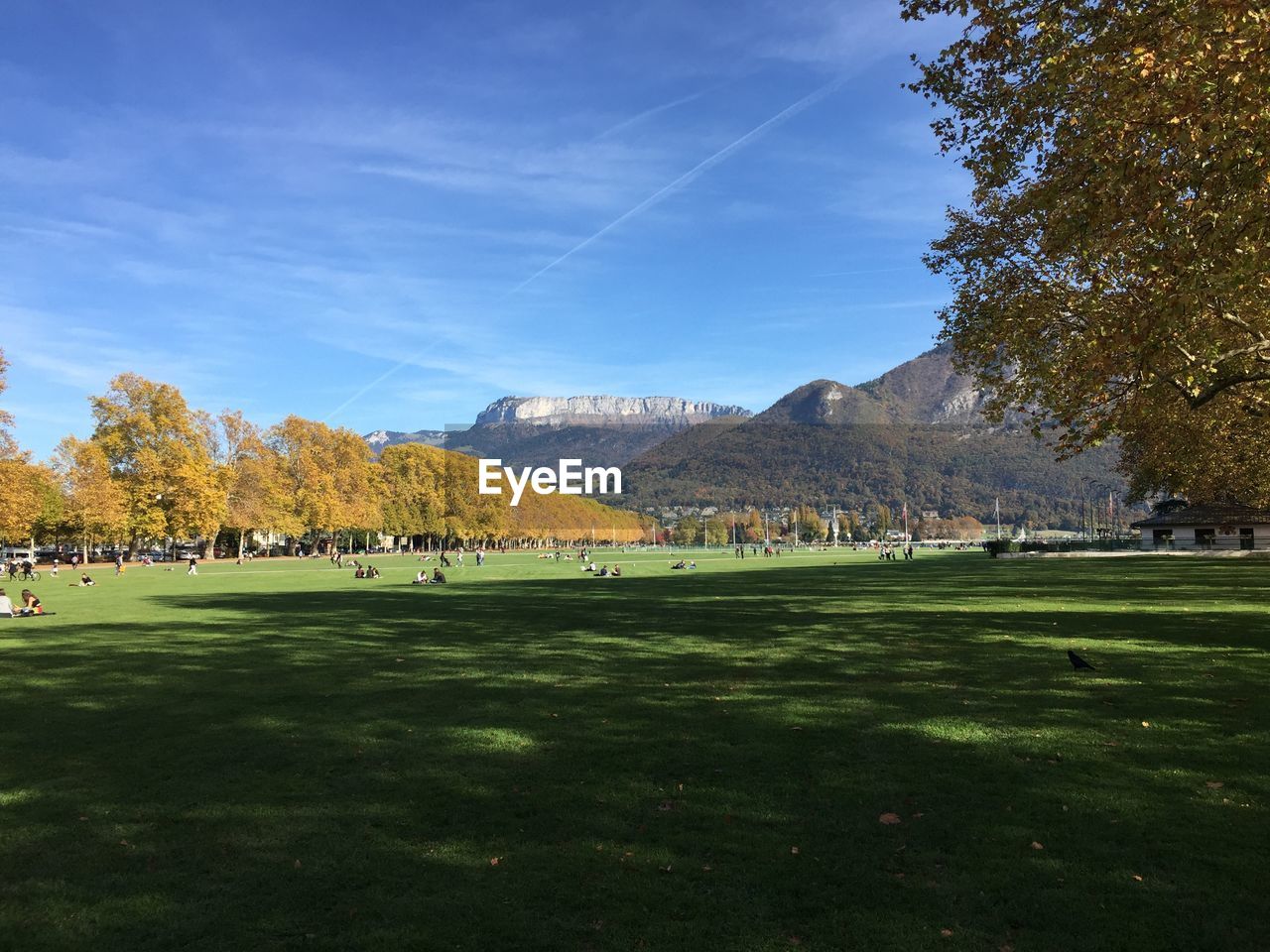 SCENIC VIEW OF FIELD AND TREES AGAINST SKY