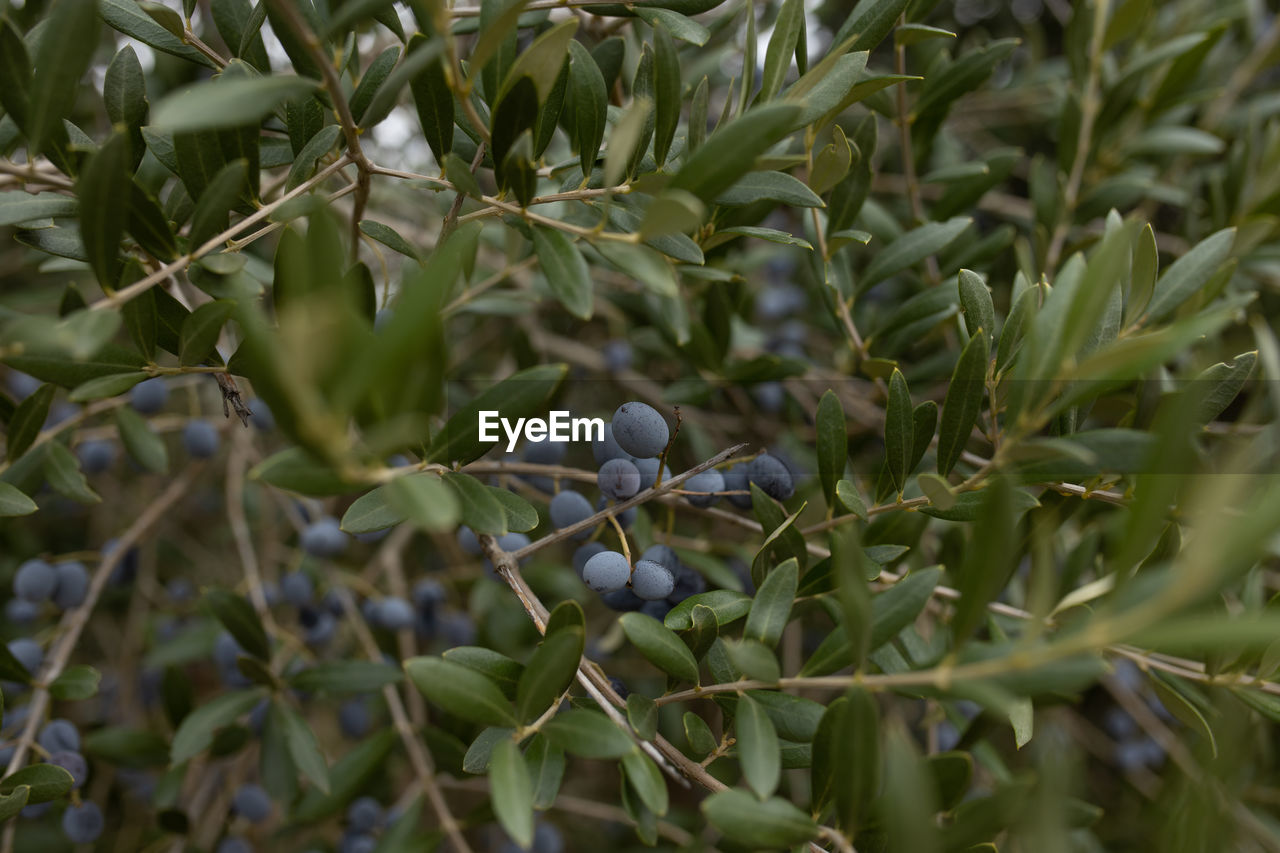 Close-up of olives growing on tree